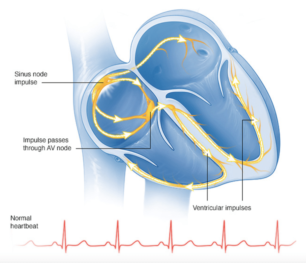 Normal Cardiac Electrical Conduction