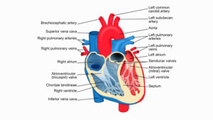 The Body’s Engine - How does the heart work? 1
